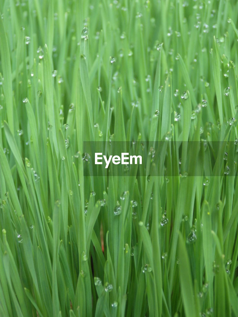 green, plant, growth, grass, full frame, backgrounds, nature, beauty in nature, no people, lawn, plant stem, field, land, freshness, close-up, day, wet, drop, agriculture, wheatgrass, grassland, water, outdoors, hierochloe, crop, blade of grass, tranquility, dew, plant part, cereal plant