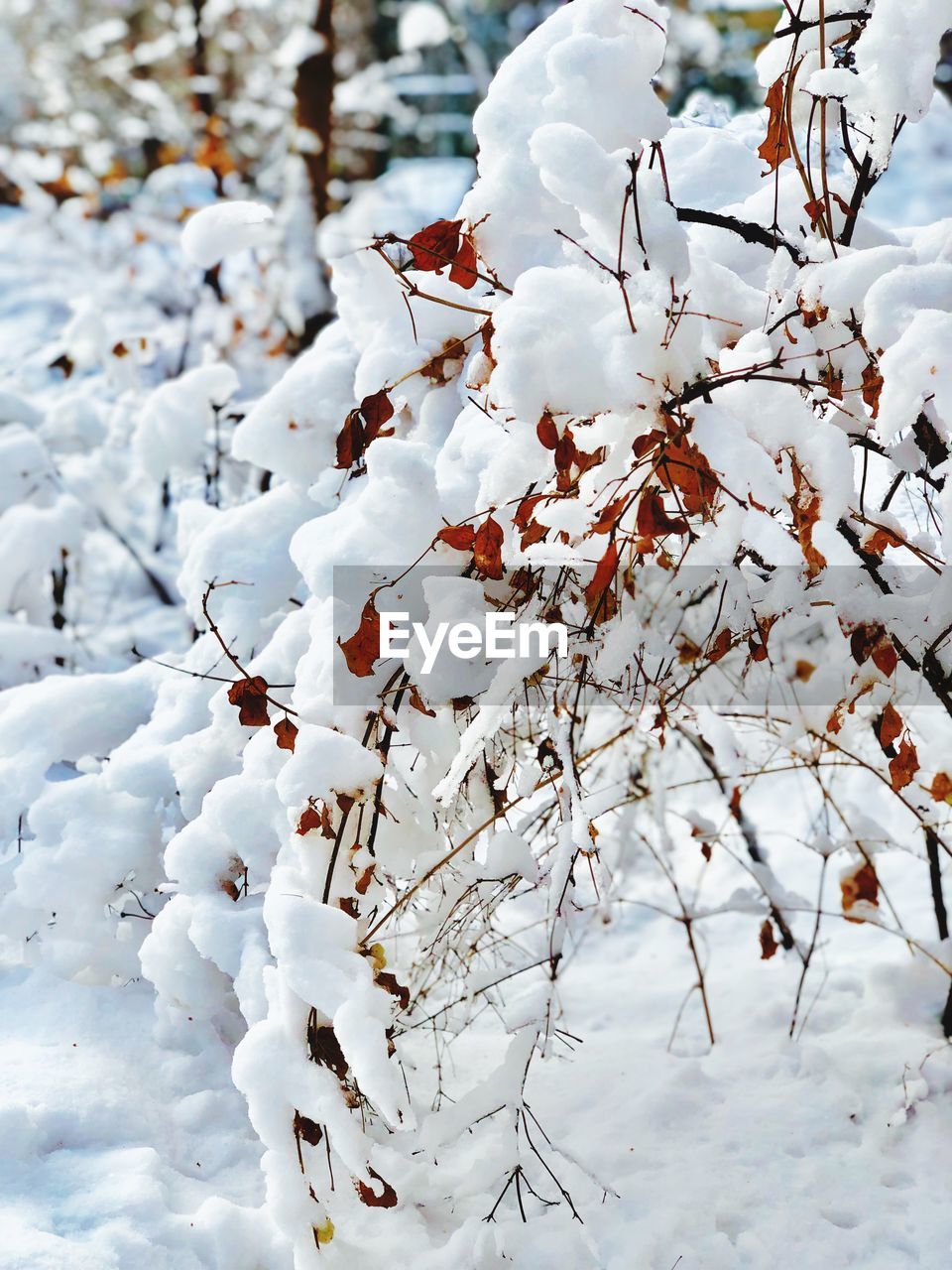 Close-up of cherry blossom during winter