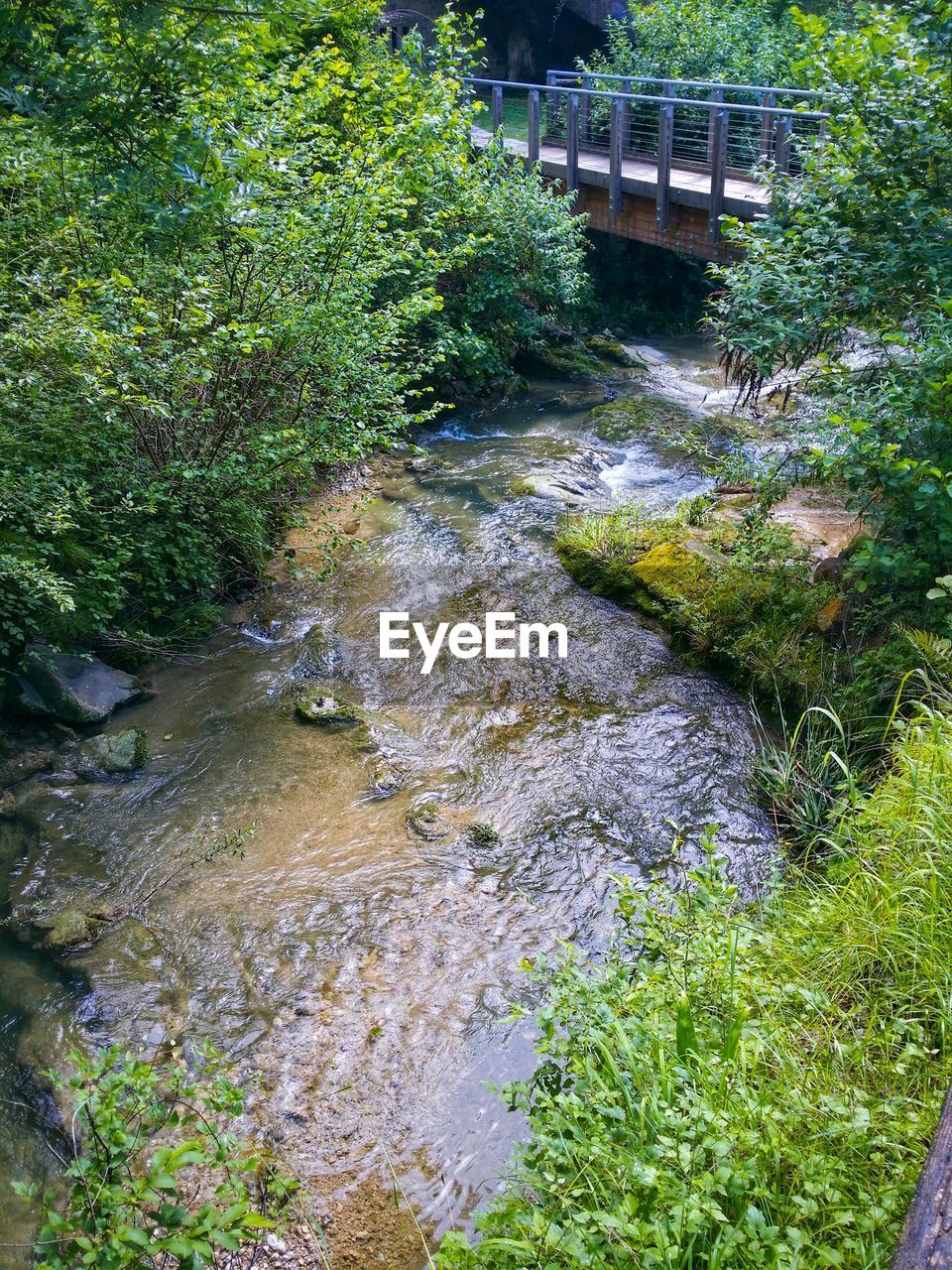 RIVER AMIDST PLANTS