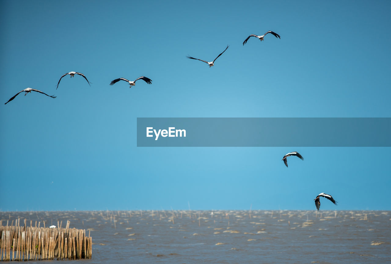 FLOCK OF SEAGULLS FLYING OVER SEA