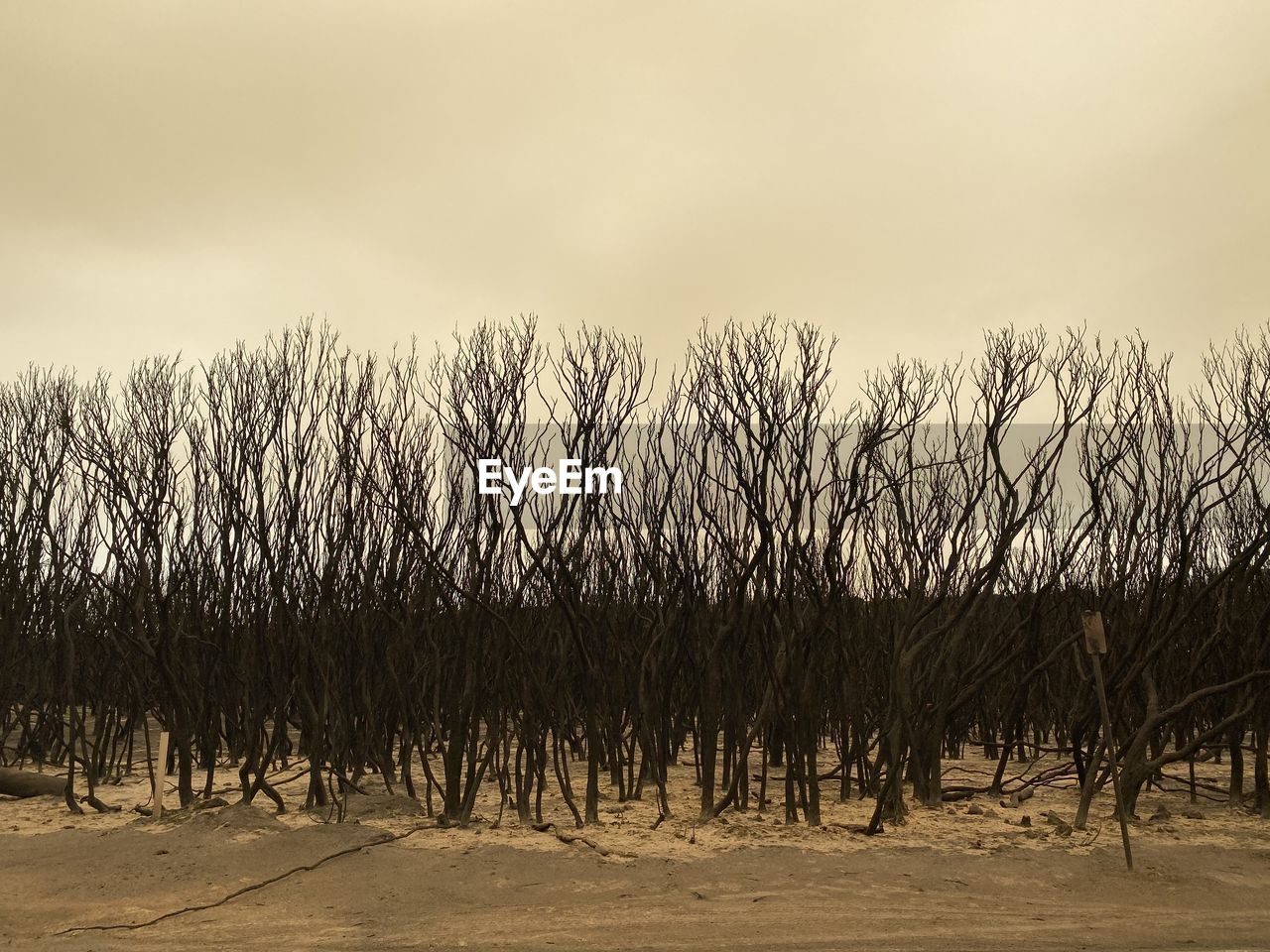 VIEW OF BARE TREES ON SHORE AGAINST SKY