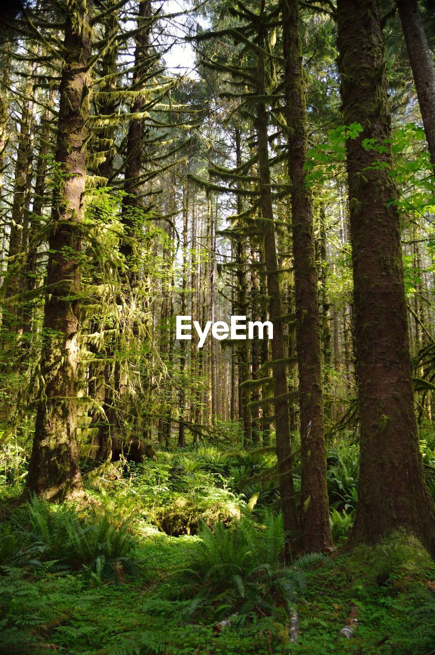 Pine trees in forest