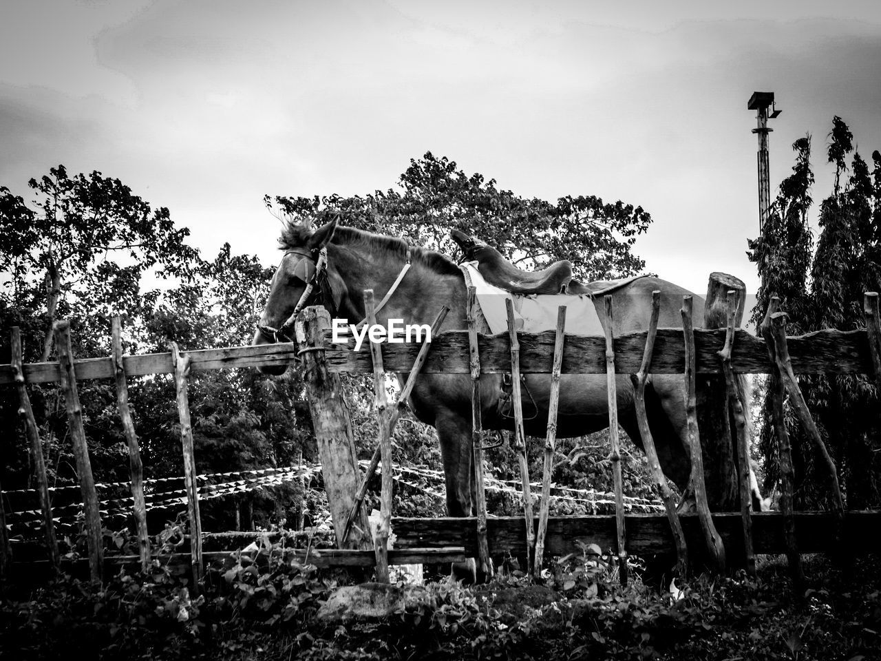 HORSE CART ON TREE