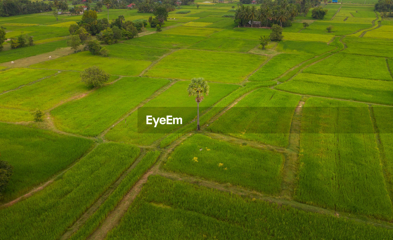 HIGH ANGLE VIEW OF RICE PADDY