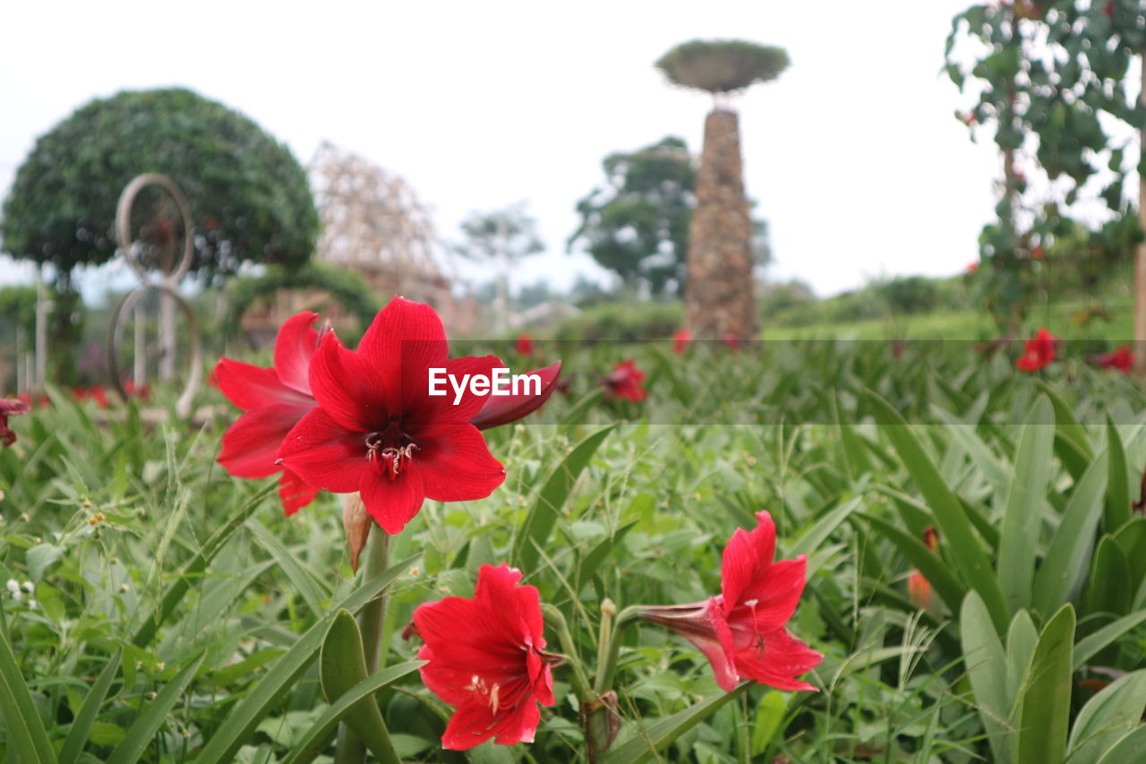 CLOSE-UP OF POPPIES BLOOMING ON FIELD