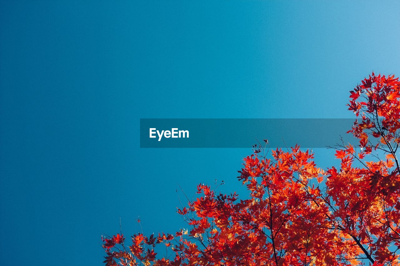 Low angle view of tree in autumn against clear blue sky