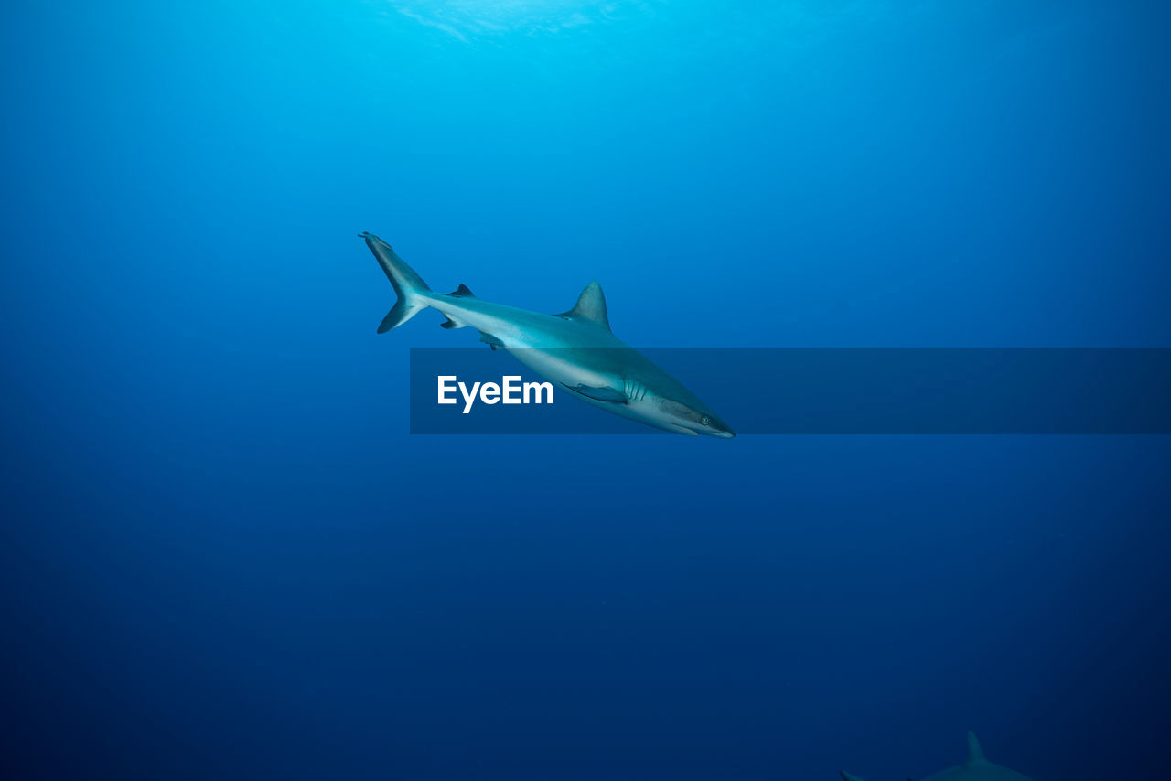 Full length of a shark underwater