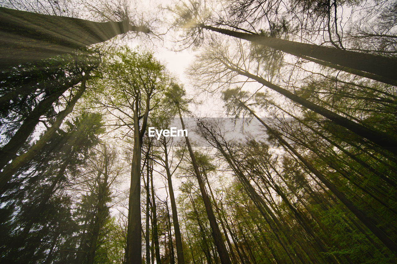 Low angle view of trees in forest against sky