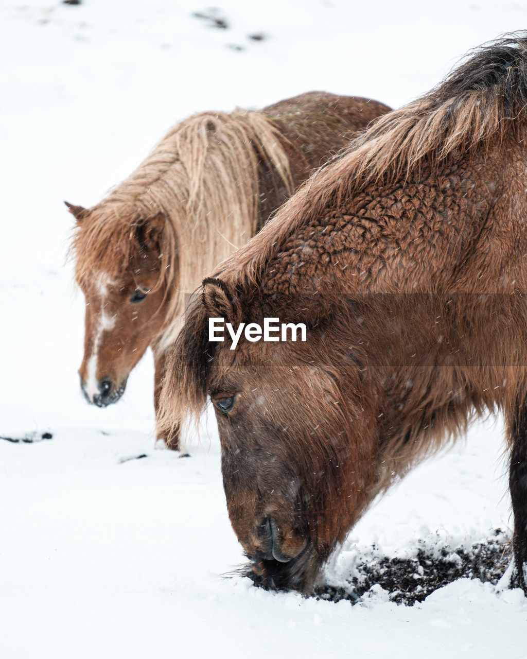 PORTRAIT OF A HORSE ON SNOW