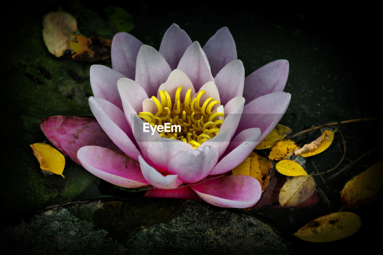 CLOSE-UP OF WATER LILY IN POND