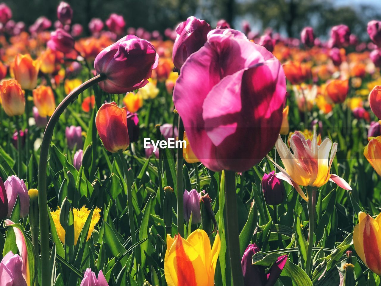 CLOSE-UP OF PURPLE TULIPS IN FIELD