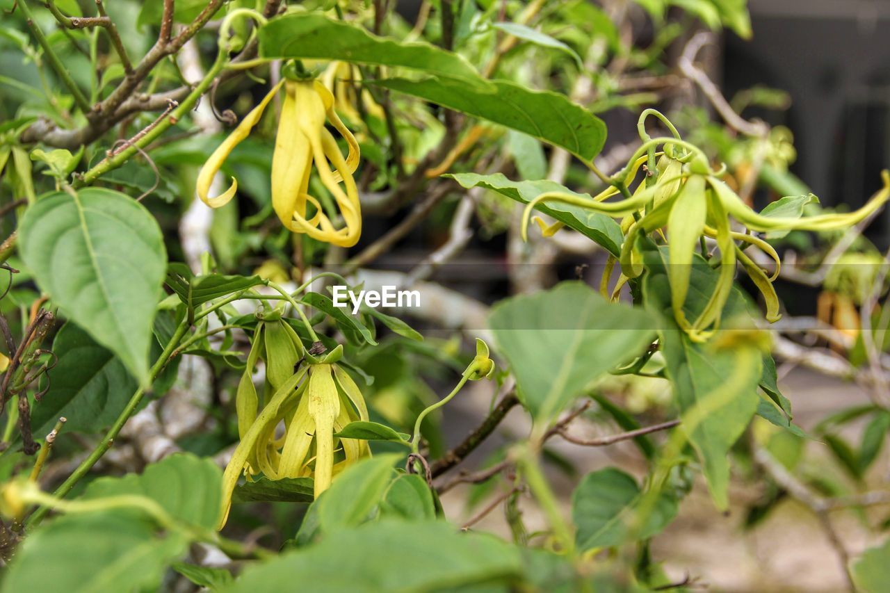 CLOSE-UP OF PLANT