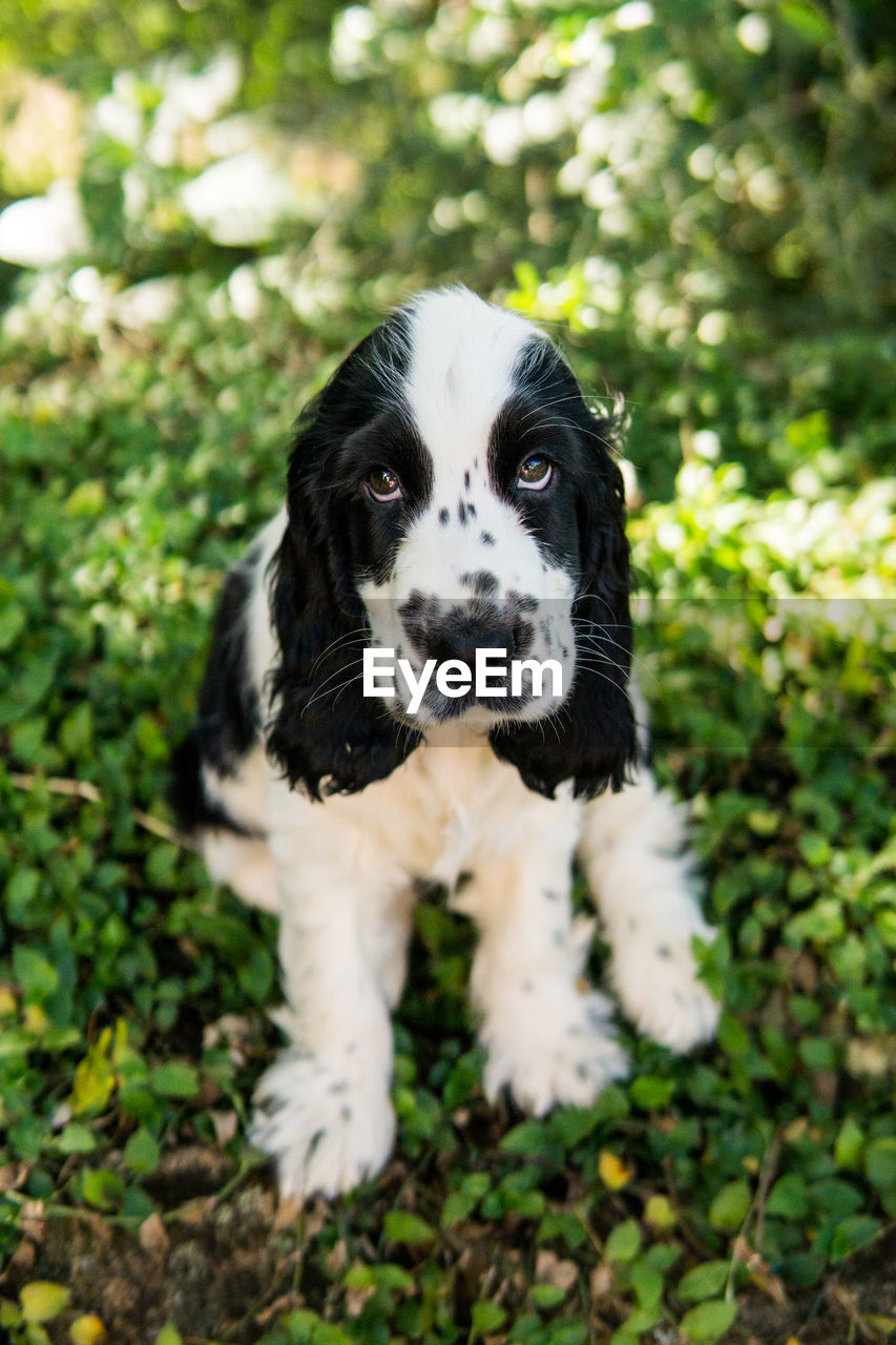 Portrait of dog on field