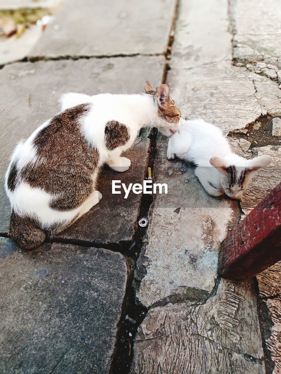 HIGH ANGLE VIEW OF CATS LYING DOWN