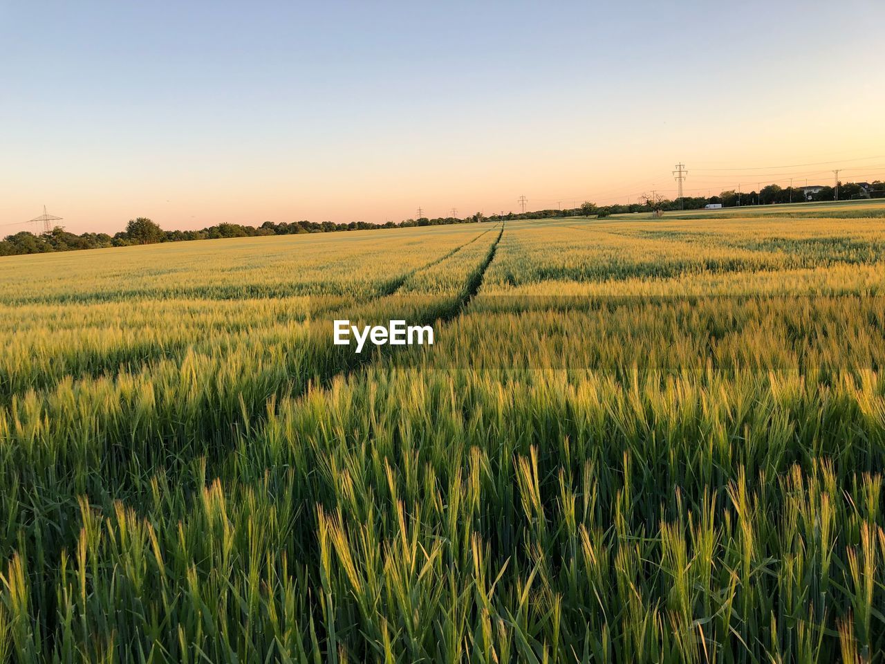 Scenic view of agricultural field against sky during sunset