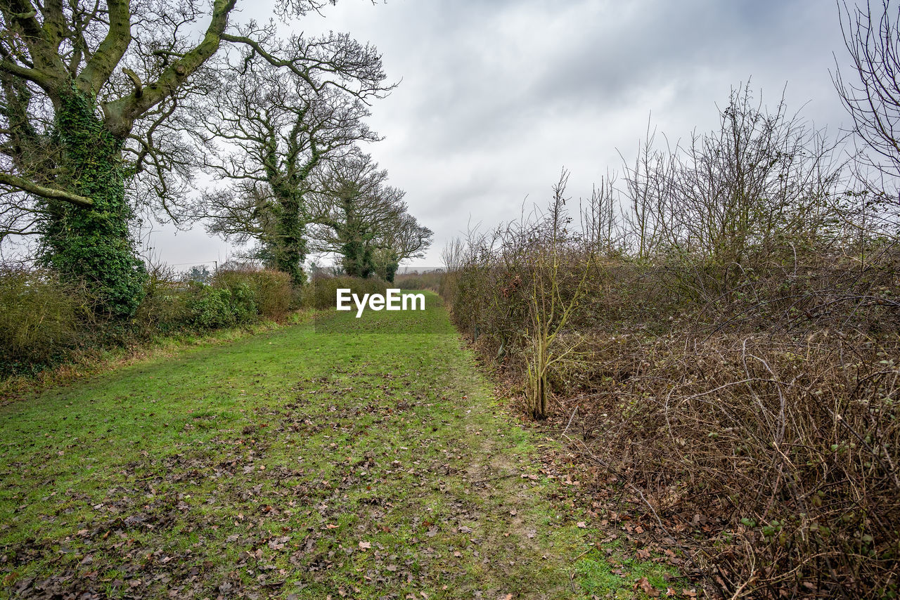 PLANTS GROWING ON LAND