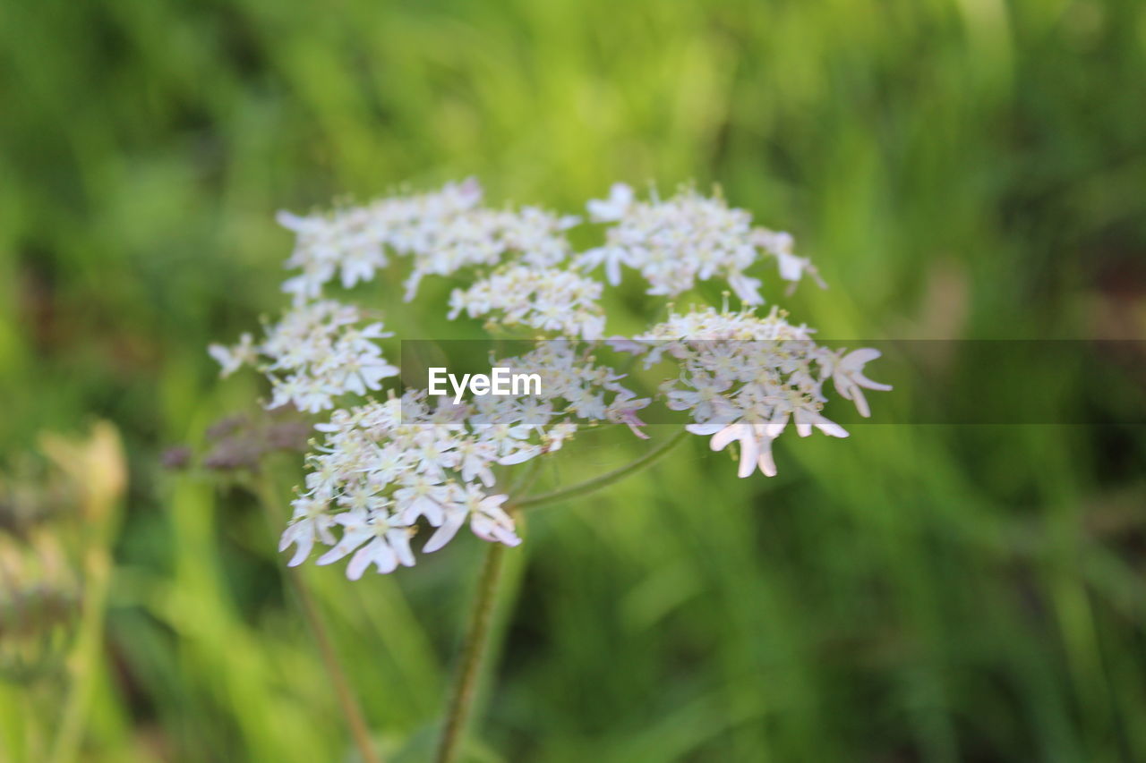 Close-up of flowering plant on field