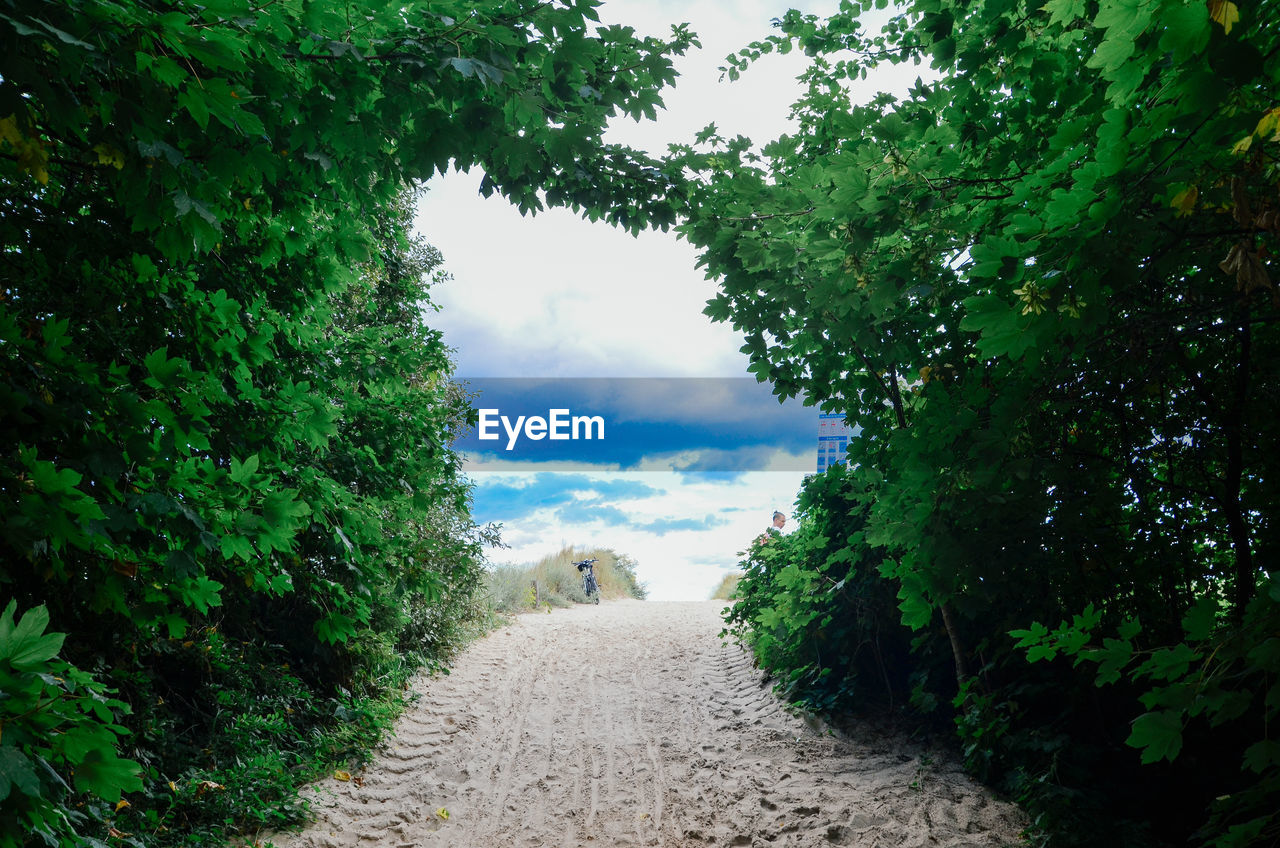 Narrow pathway along trees