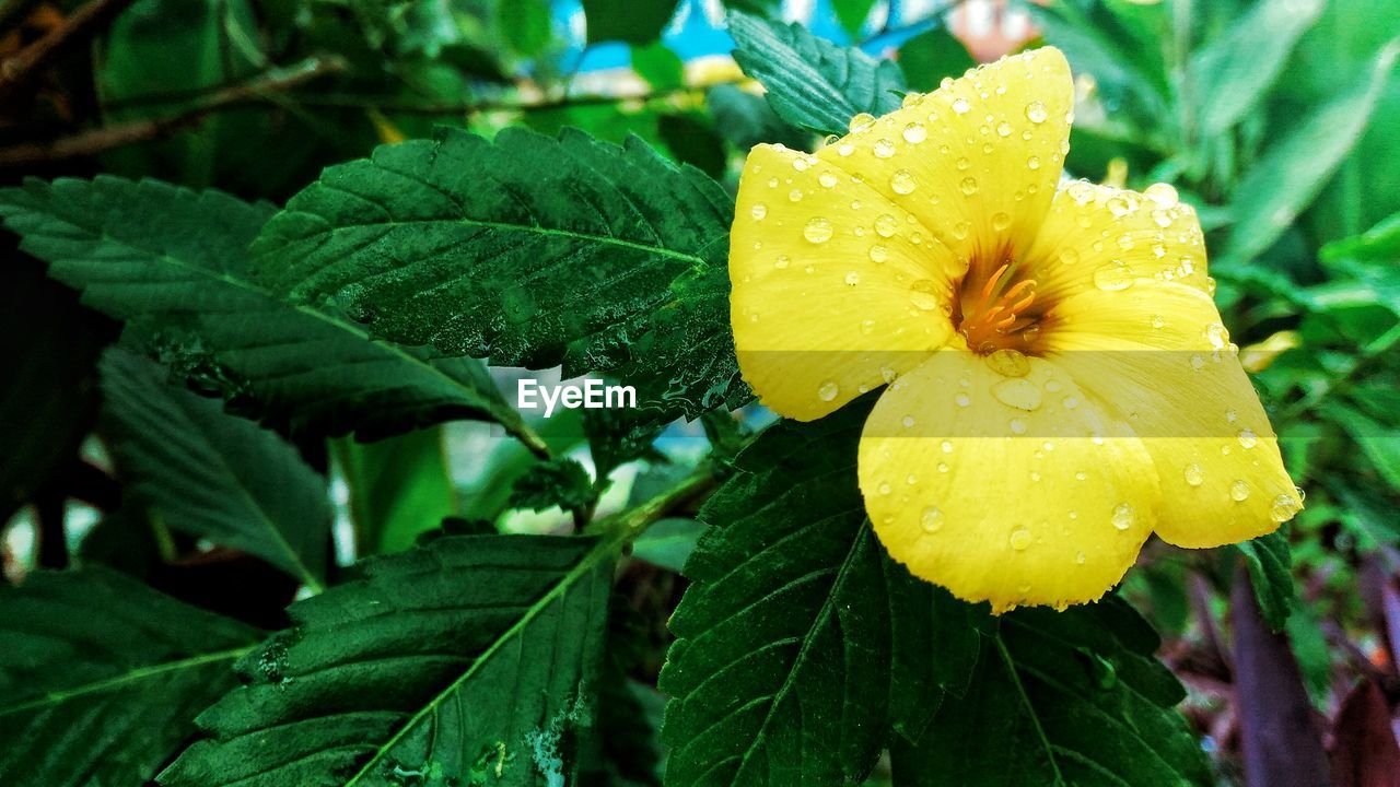 CLOSE-UP OF RAINDROPS ON YELLOW FLOWER