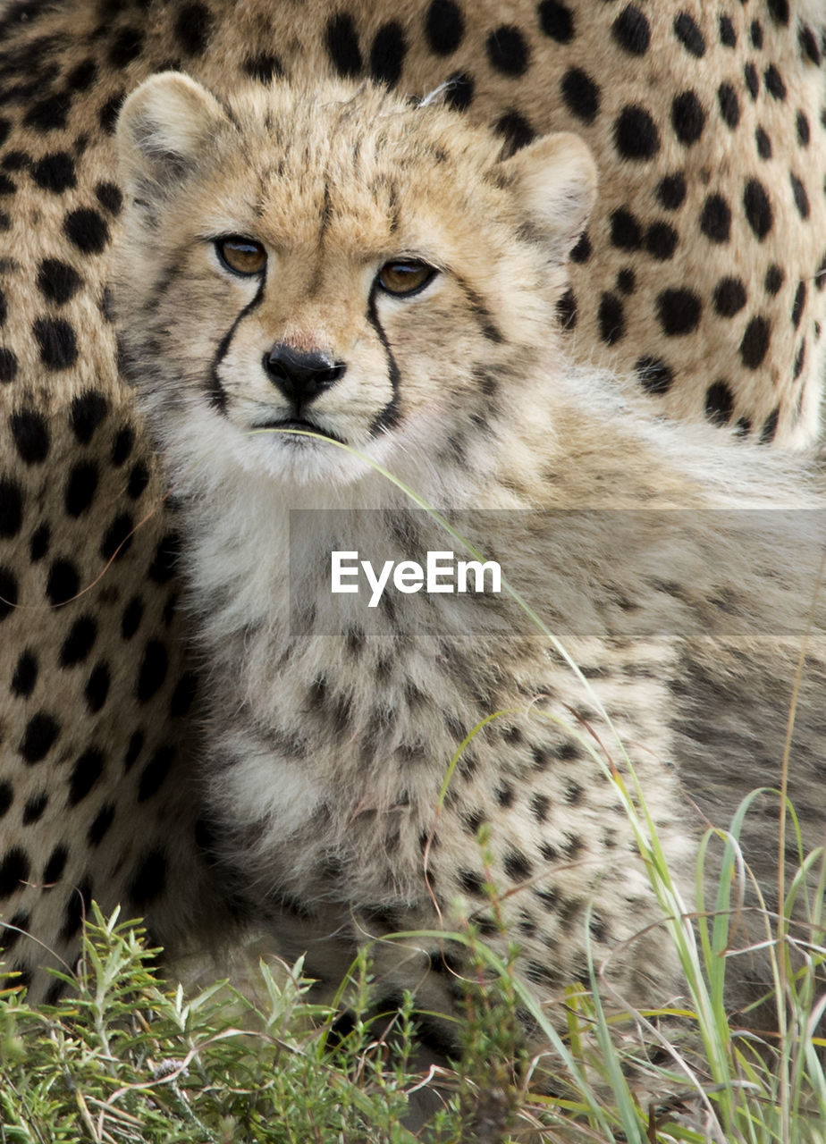 Cheetah cub under mom's protection