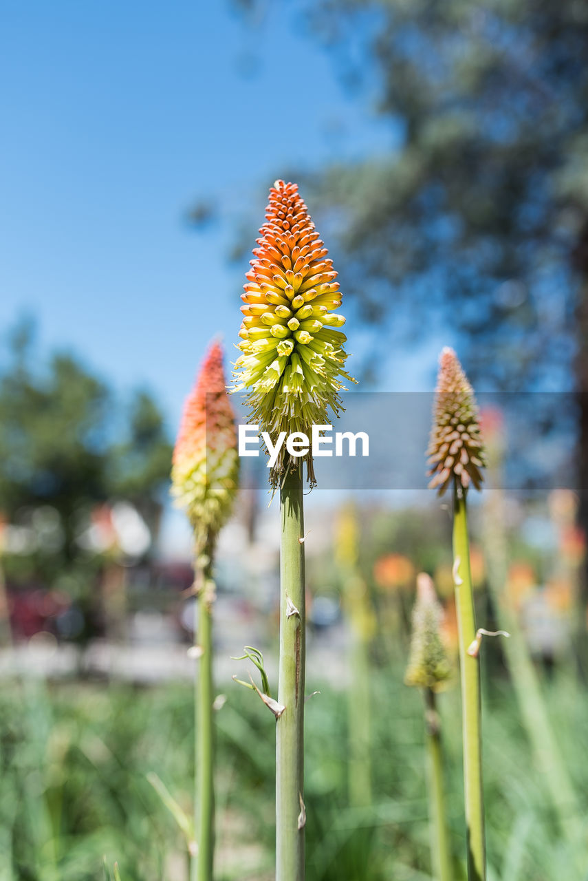 Close-up of flowering plant against sky