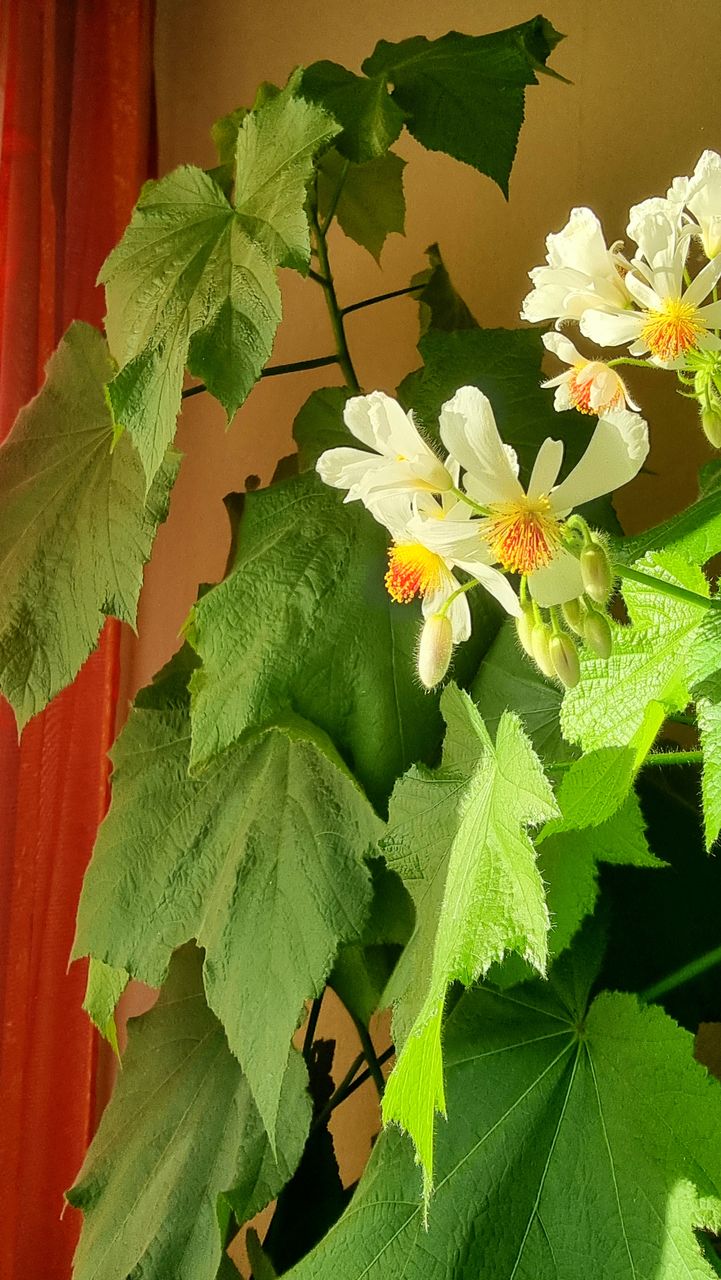leaf, plant part, plant, green, growth, flower, nature, produce, beauty in nature, no people, close-up, freshness, food, flowering plant, day, fragility, tree, outdoors, sunlight, fruit