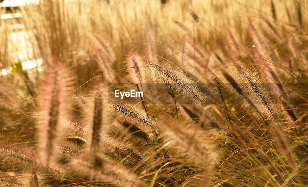 Fluffy golden ears of dry grass, cereal plants sway in the wind.minimal, stylish, trend concept.