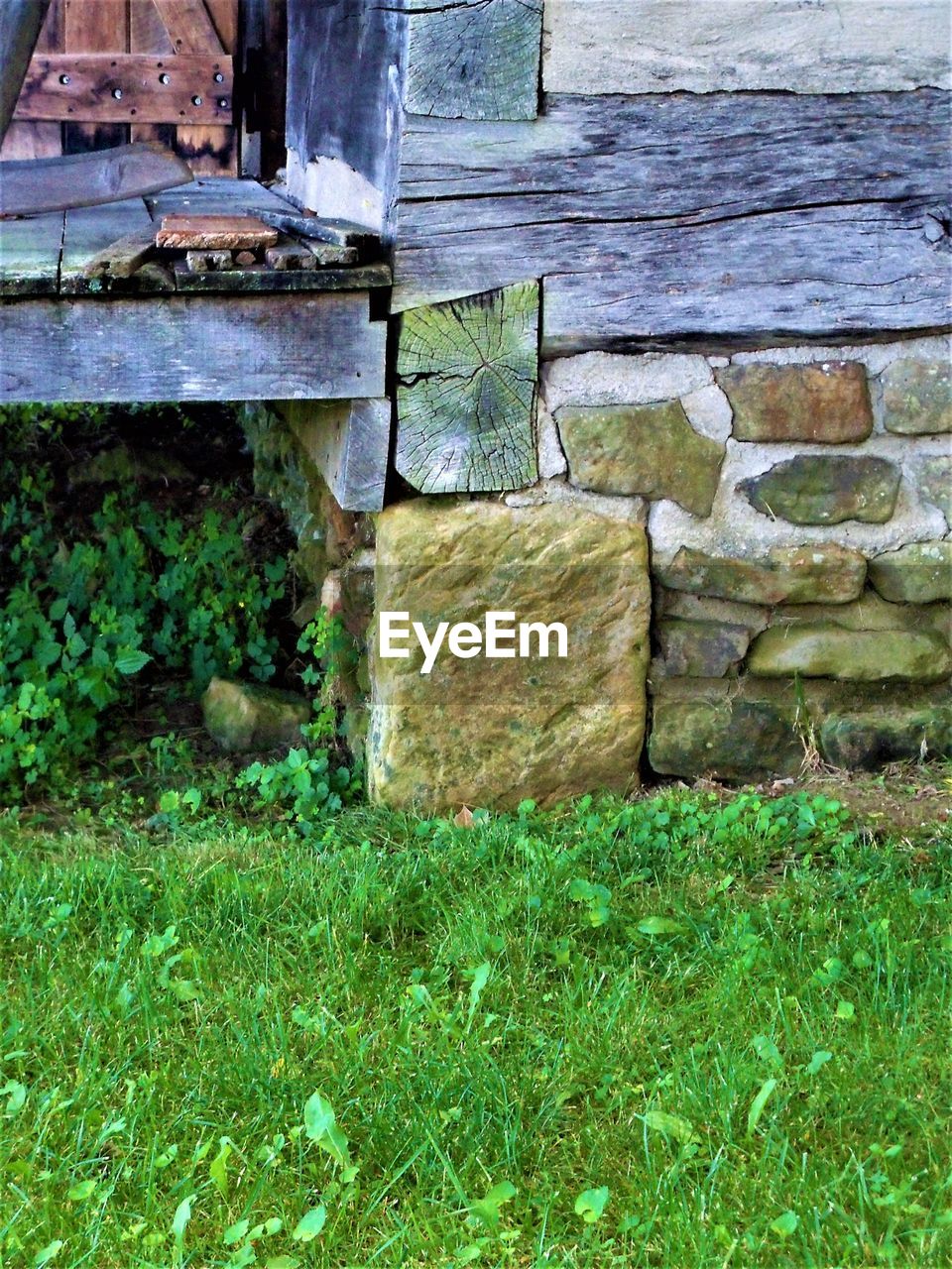 PLANTS GROWING ON OLD WALL