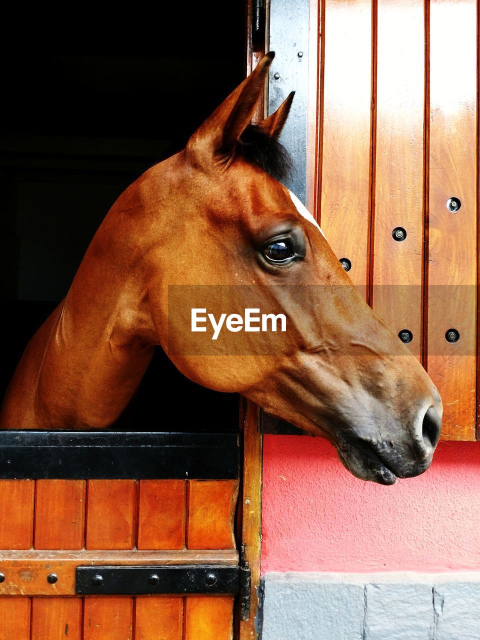 CLOSE-UP OF HORSE STANDING ON STABLE