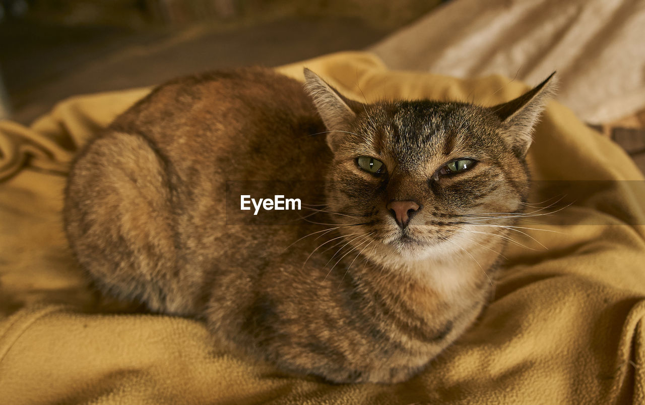 CLOSE-UP PORTRAIT OF CAT WITH EYES