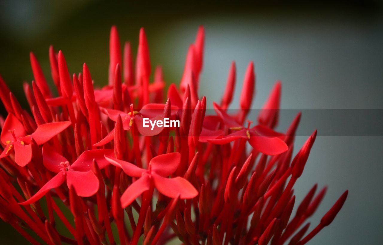 Close-up of red flowering plant