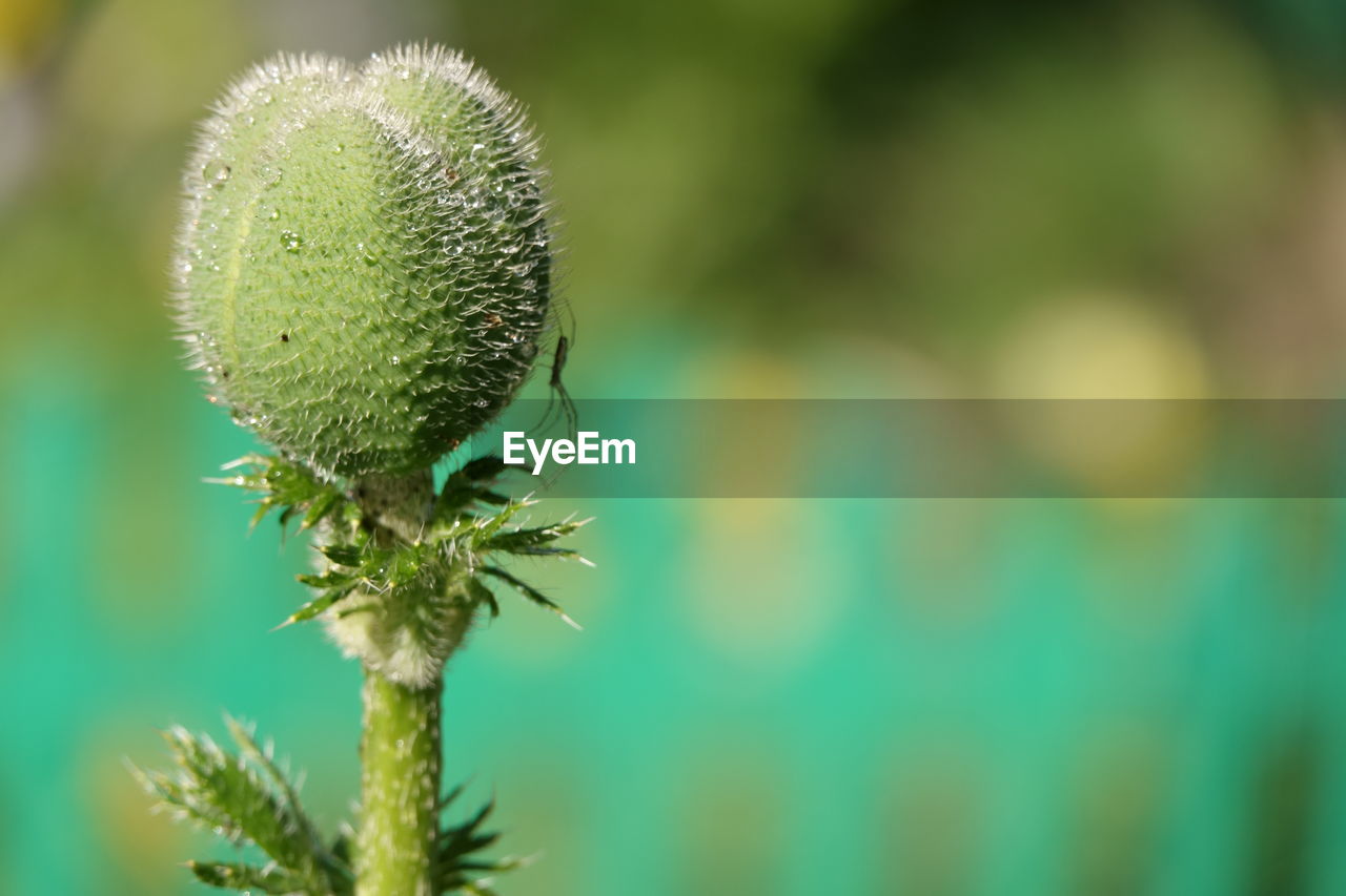 Close-up of green plant