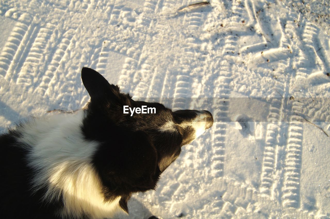 BLACK DOG ON SNOW