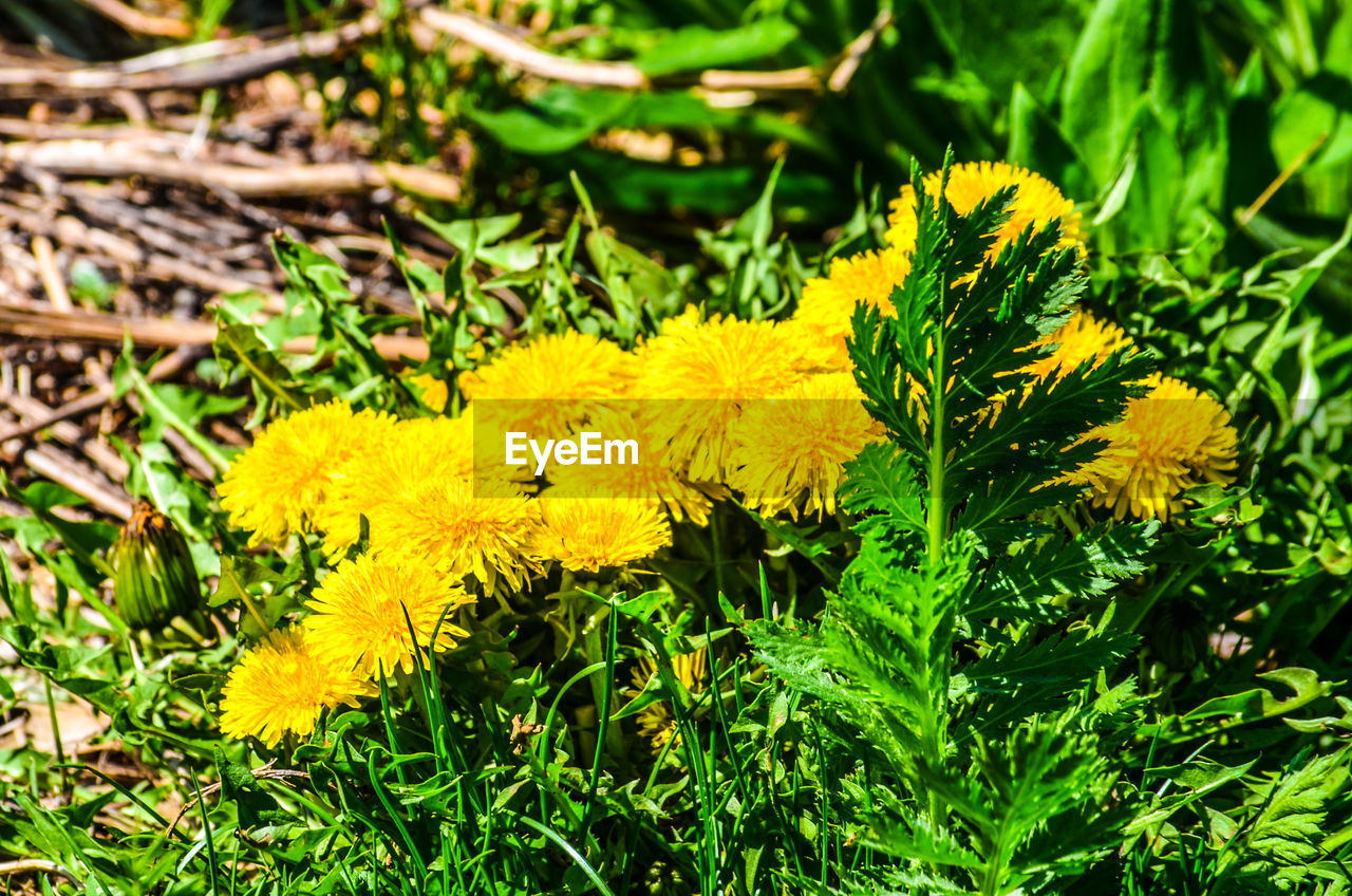 YELLOW FLOWERS GROWING OUTDOORS