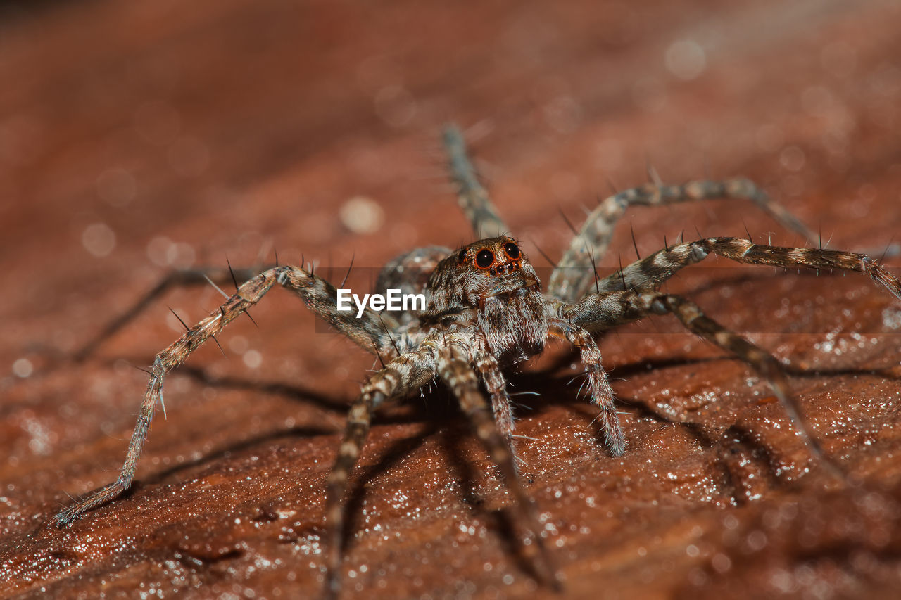 CLOSE-UP OF SPIDER ON LEAF