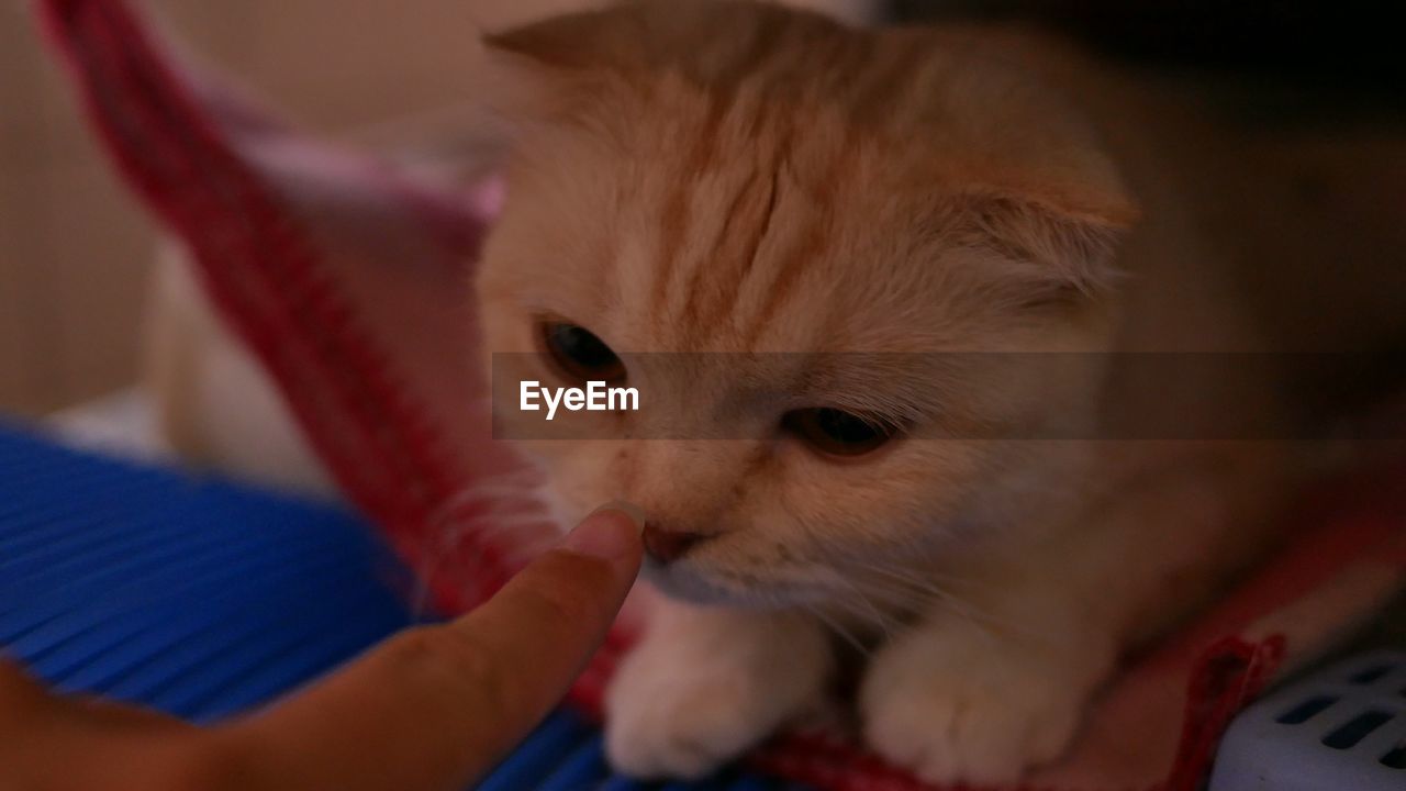 CLOSE-UP OF CAT WITH HAND