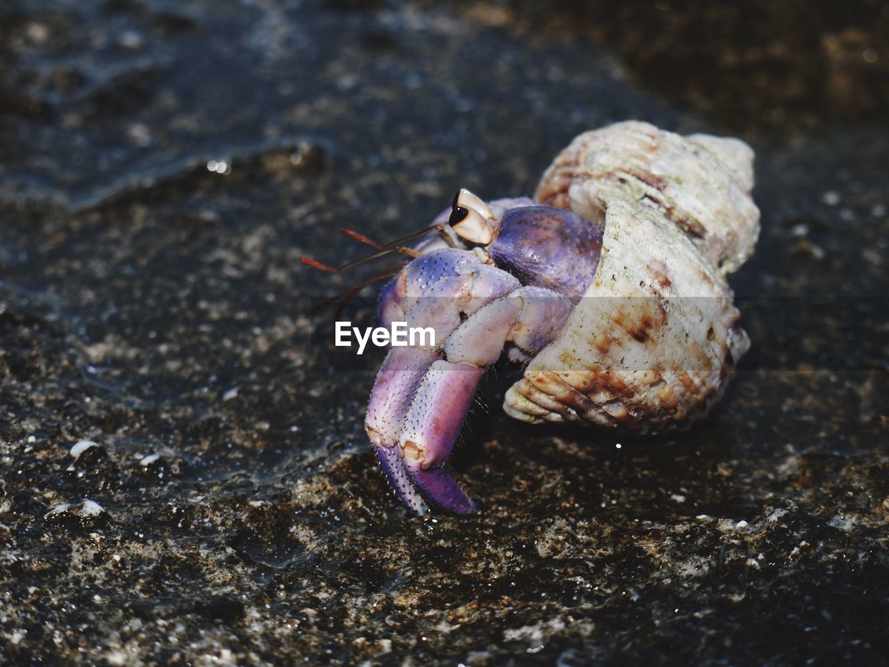 CLOSE-UP OF CRAB ON LAND