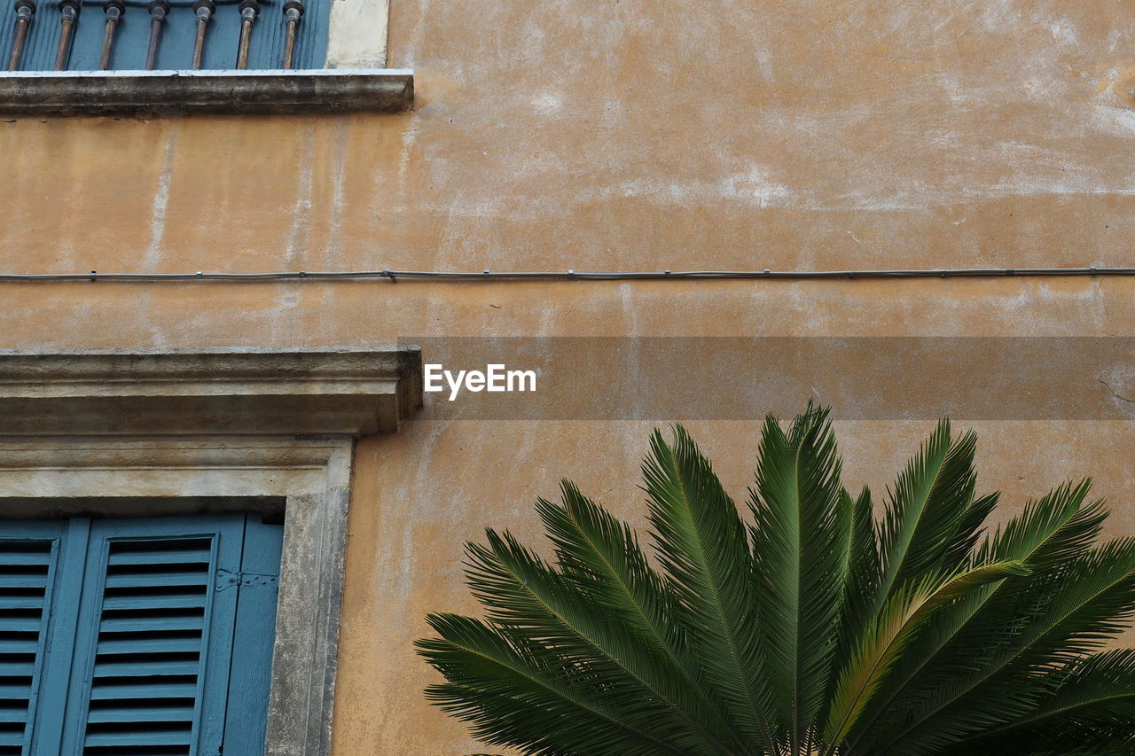 Low angle view of palm tree against building