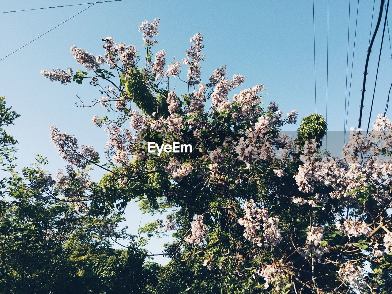 LOW ANGLE VIEW OF TREES AGAINST SKY