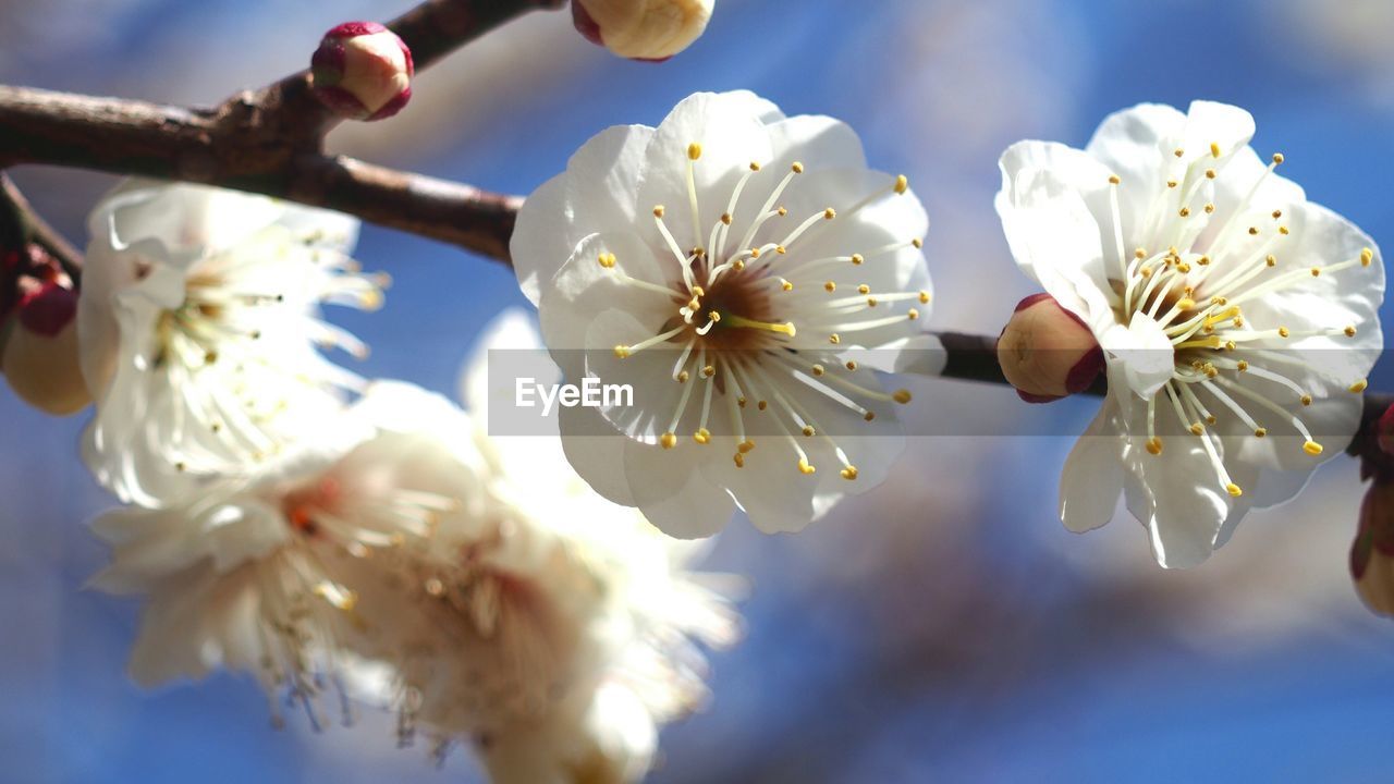 LOW ANGLE VIEW OF WHITE FLOWERS BLOOMING IN PARK