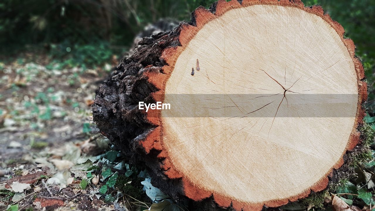 CLOSE-UP OF LOG IN FOREST