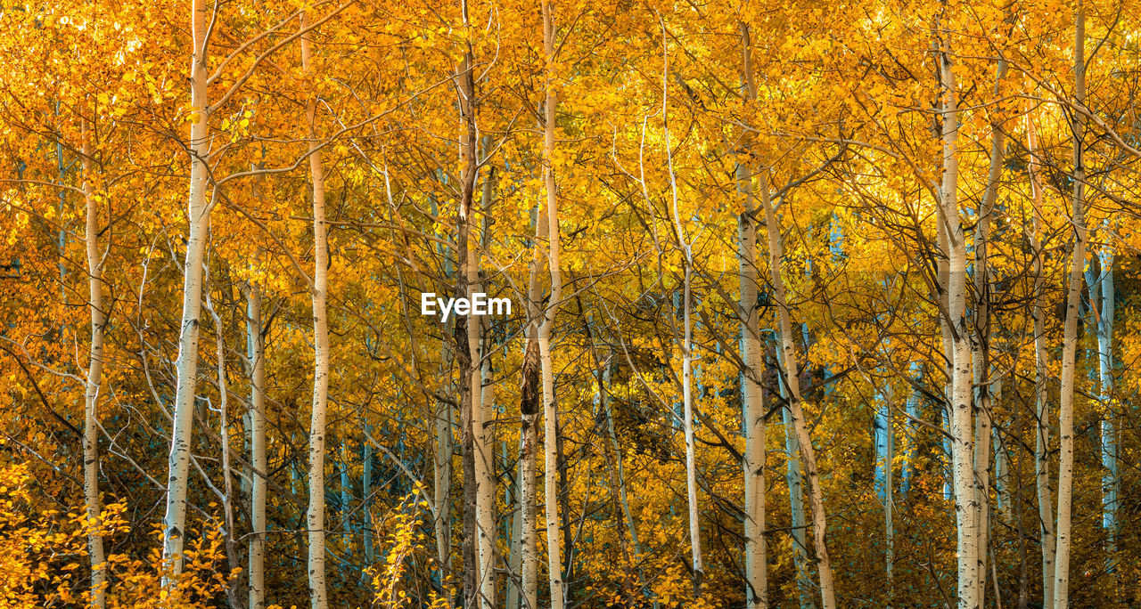 Colorful birch trees in autumn