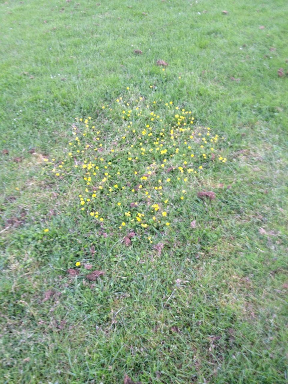 VIEW OF GRASSY FIELD