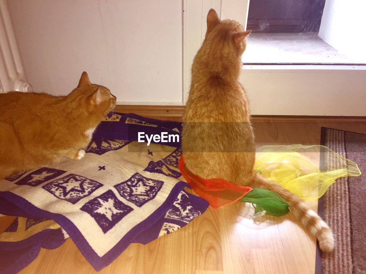 CAT ON TABLE AT HOME