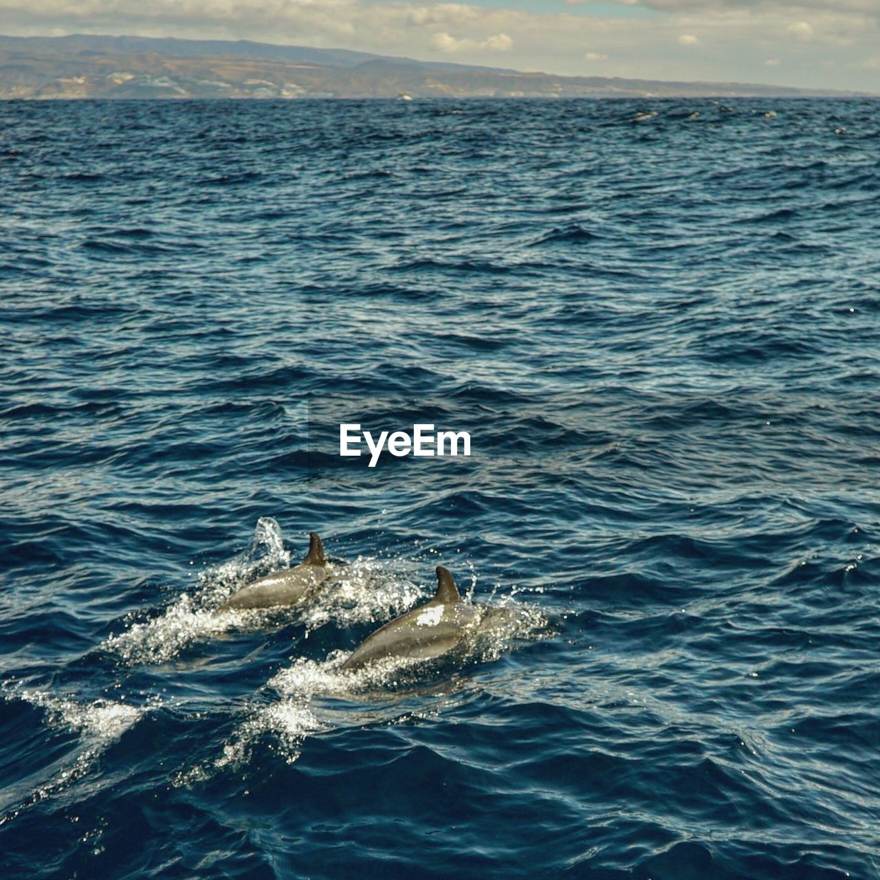 Dolphins swimming in sea against sky. gran canaria. stupid algorithm suggests spain,usa