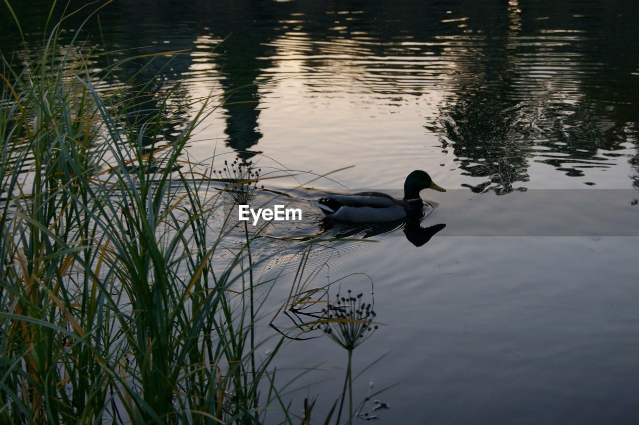 HIGH ANGLE VIEW OF DUCKS SWIMMING ON LAKE