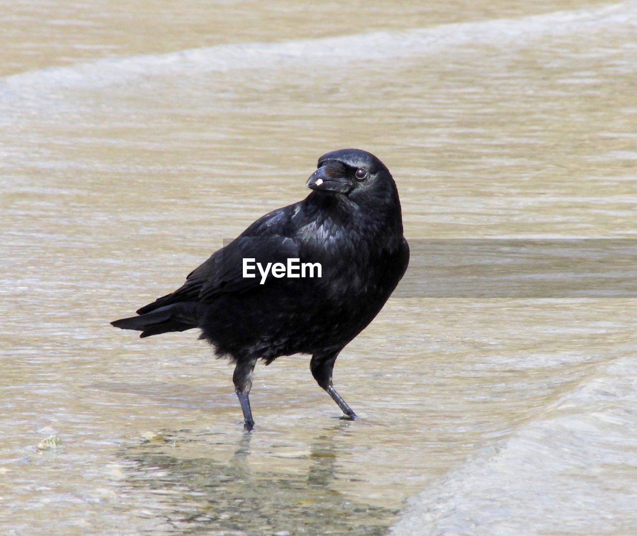 Raven perching at beach
