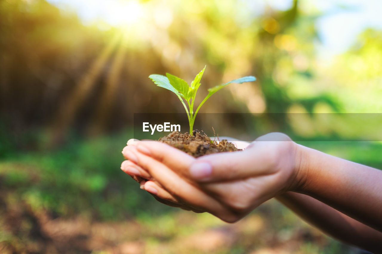 Close-up of woman hand holding small plant outdoors