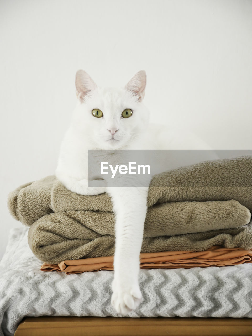 CLOSE-UP PORTRAIT OF CAT SITTING ON SOFA