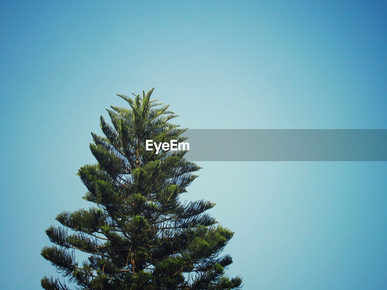 LOW ANGLE VIEW OF PALM TREE AGAINST CLEAR SKY